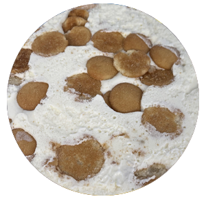 Banana Cream Pie